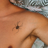 Spinne Topansicht